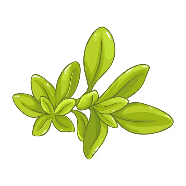 Salvia Växt Med Blommor Och Blad Färgade Detaljerad Illustration Vektor Royaltyfria illustrationer