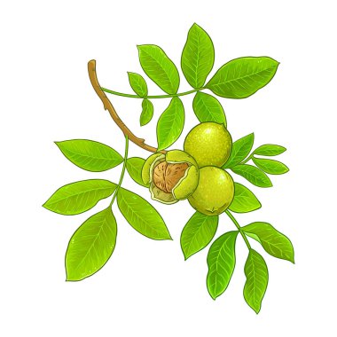 Ceviz ve Yaprak Renkli Ayrıntılı Resimli Ceviz Şubesi. Organik doğal besin maddeleri, vejetaryen diyet ürünleri. Tasarım veya dekorasyon için izole edilmiş vektör.