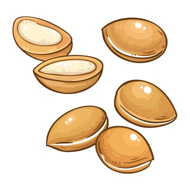 Argan Fındık Renkli Ayrıntılı Çizim. Kozmetik, spa, aromaterapi, sağlık, alternatif tıp malzemeleri. Tasarım veya dekorasyon için izole edilmiş vektör.