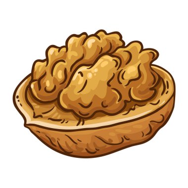 Ceviz Renkli Ayrıntılı Çizim. Organik doğal besin maddeleri, vejetaryen diyet ürünleri. Tasarım veya dekorasyon için izole edilmiş vektör.