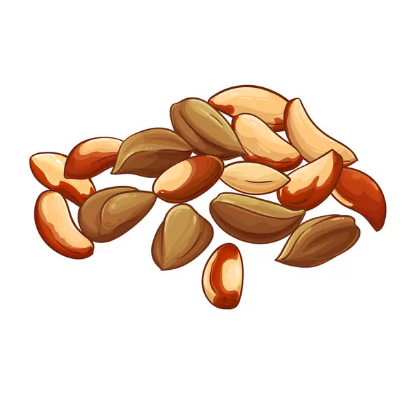 Brazil Nuts Colored Detailed Illustration Organic Natural Nutritional Healthy Food Ilustraciones De Stock Sin Royalties Gratis