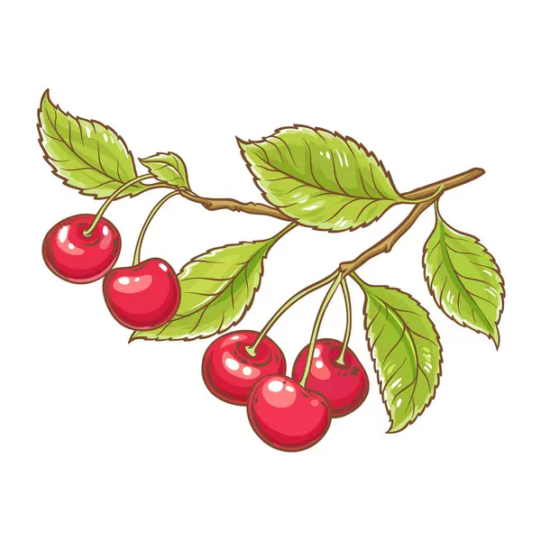 Cherry Branch Dengan Berries Colored Detailed Illustration Bahan Makanan Sehat - Stok Vektor