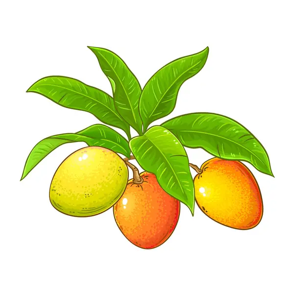 Mango Branch Fruits Leaves Colored Detailed Illustration Dalam Bahasa Inggris - Stok Vektor