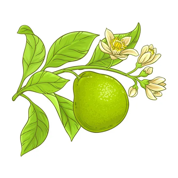Bergamott Branch Med Flruits Och Blommor Färgade Detaljerad Illustration Ekologisk Royaltyfria illustrationer