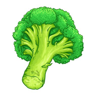 Brokoli Sebze Renkli Detaylı İlüstrasyon. Organik doğal besin maddeleri, vejetaryen diyet ürünleri. Tasarım veya dekorasyon için izole edilmiş vektör.