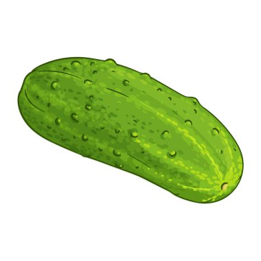 Salatalık Sebze Renkli Ayrıntılı Çizim. Organik doğal besin maddeleri, vejetaryen diyet ürünleri. Tasarım veya dekorasyon için izole edilmiş vektör.