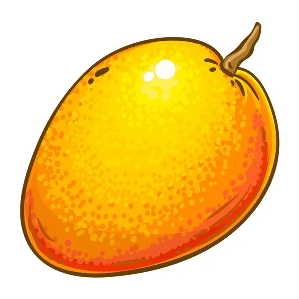 Mango Frukter Färgade Detaljerad Illustration Ekologisk Naturlig Näring Hälsosam Livsmedelsingrediens Royaltyfria Stockvektorer