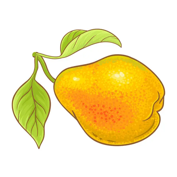 Päron Frukt Färgade Detaljerad Illustration Ekologisk Naturlig Näring Hälsosam Livsmedelsingrediens Royaltyfria illustrationer