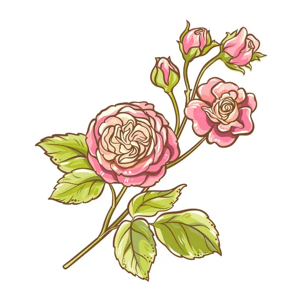 Rose Gren Med Blommor Och Blad Färgade Detaljerad Illustration Vektor Royaltyfria Stockvektorer
