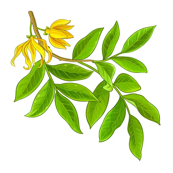 Ylang Ylang Grenen Med Blommor Och Blad Färgade Detaljerad Illustration Royaltyfria Stockvektorer