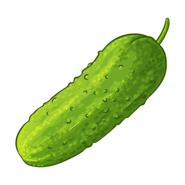 Salatalık Sebze Renkli Ayrıntılı Çizim. Organik doğal besin maddeleri, vejetaryen diyet ürünleri. Tasarım veya dekorasyon için izole edilmiş vektör.