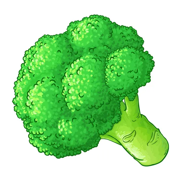 Broccoli Vegetabiliska Färgade Detaljerad Illustration Ekologisk Naturlig Näring Hälsosam Livsmedelsingrediens Stockillustration