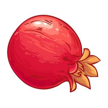 Nar Rengârenk Detaylı Çizim. Organik doğal besin maddeleri, vejetaryen diyet ürünleri. Tasarım veya dekorasyon için izole edilmiş vektör.