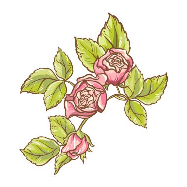 Çiçekler ve Yapraklar ile Rose Branch Renkli Ayrıntılı Resimler. Tasarım veya dekorasyon için izole edilmiş vektör.