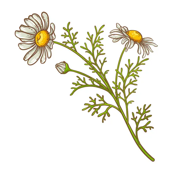 Kamomill Med Blommor Rgad Detaljerad Illustration Essentiell Olja Ingrediens För Stockillustration