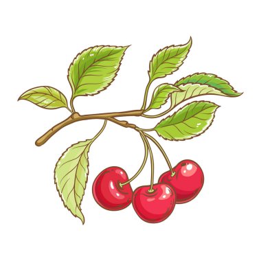 Böğürtlen Renkli Ayrıntılı İllüstrasyonlu Kiraz Şubesi. Organik doğal besin maddeleri, vejetaryen diyet ürünleri. Tasarım veya dekorasyon için izole edilmiş vektör.