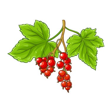 Böğürtlenli ve Yapraklı Frenk üzümü Renkli Ayrıntılı Çizim. Organik doğal besin maddeleri, vejetaryen diyet ürünleri. Tasarım veya dekorasyon için izole edilmiş vektör.