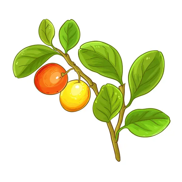 Ximenia Gren Med Frukt Och Blad Färgade Detaljerad Illustration Vektor Royaltyfria illustrationer