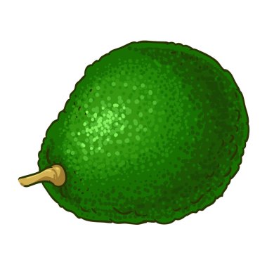 Avokado Meyve Renkli Ayrıntılı Resimler. Organik doğal besin maddeleri, vejetaryen diyet ürünleri. Tasarım veya dekorasyon için izole edilmiş vektör.