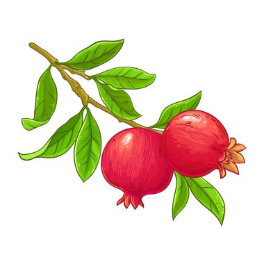 Fruits and Leaves Renkli Ayrıntılı İllüstrasyonlu Nar Şubesi. Organik doğal besin maddeleri, vejetaryen diyet ürünleri. Tasarım veya dekorasyon için izole edilmiş vektör.