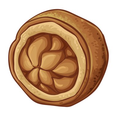 Brezilya Cevizleri Renkli Ayrıntılı Çizim. Organik doğal besin maddeleri, vejetaryen diyet ürünleri. Tasarım veya dekorasyon için izole edilmiş vektör.