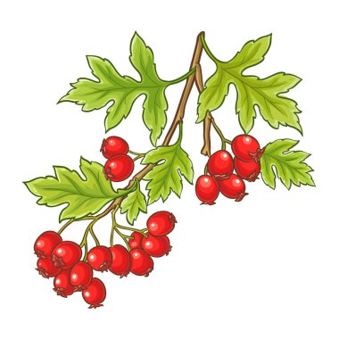 Böğürtlenli ve Yapraklı Hawthorn Şubesi Renkli Ayrıntılı Resimler. Sağlık ve alternatif tıp için gerekli malzemeler. Tasarım veya dekorasyon için izole edilmiş vektör.