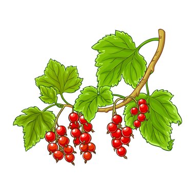 Böğürtlenli ve Yapraklı Frenk üzümü Renkli Ayrıntılı Çizim. Organik doğal besin maddeleri, vejetaryen diyet ürünleri. Tasarım veya dekorasyon için izole edilmiş vektör.