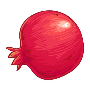 Nar Rengârenk Detaylı Çizim. Organik doğal besin maddeleri, vejetaryen diyet ürünleri. Tasarım veya dekorasyon için izole edilmiş vektör.