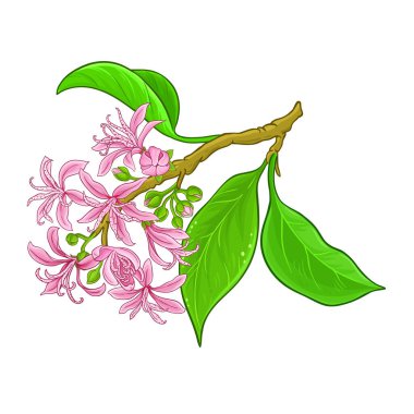 Çiçekler Renkli Resimli Calodendrum Şubesi. Tasarım veya dekorasyon için izole edilmiş vektör.