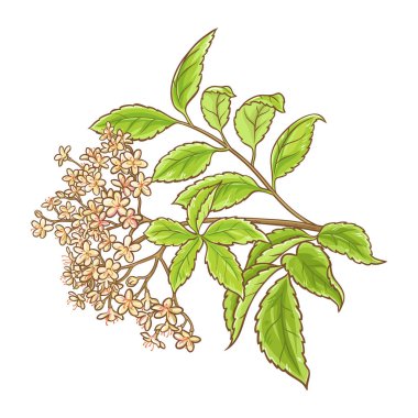 Çiçek ve Yaprak Renkli Ayrıntılı Resimli Mürver Şubesi. Organik doğal besin maddeleri, vejetaryen diyet ürünleri. Tasarım veya dekorasyon için izole edilmiş vektör.