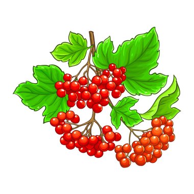 Böğürtlenli ve Yapraklı Guelder Rose Branch Renkli Ayrıntılı Resimler. Tasarım veya dekorasyon için izole edilmiş vektör.