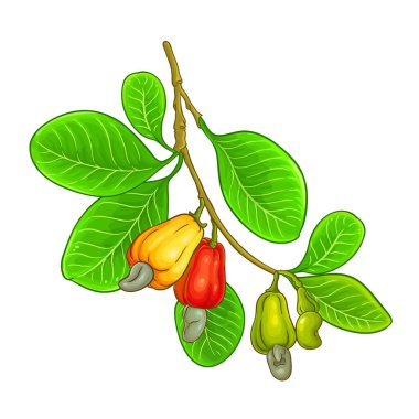 Cevizli ve Yapraklı Kaju Şubesi Renkli Ayrıntılı Çizim. Organik doğal besin maddeleri, vejetaryen diyet ürünleri. Tasarım veya dekorasyon için izole edilmiş vektör.