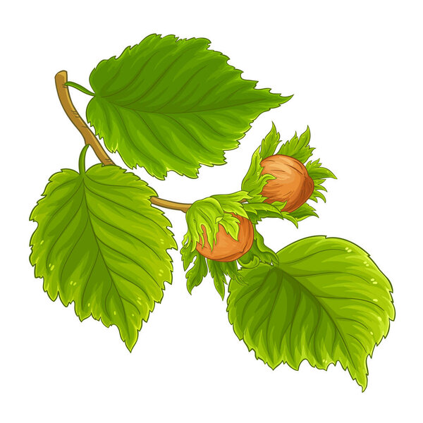 Отделение Hazelnut с орехами и цветной иллюстрацией листьев. Органические натуральные питательные здоровые пищевые ингредиенты, вегетарианский диетический продукт. Вектор, изолированный для дизайна или декора.