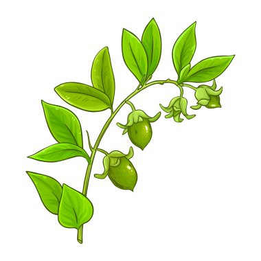 Nuts and Leaves ile Jojoba Branch Renkli Ayrıntılı Çizim. Kozmetik, spa, aromaterapi, sağlık, alternatif tıp malzemeleri. Tasarım veya dekorasyon için izole edilmiş vektör.