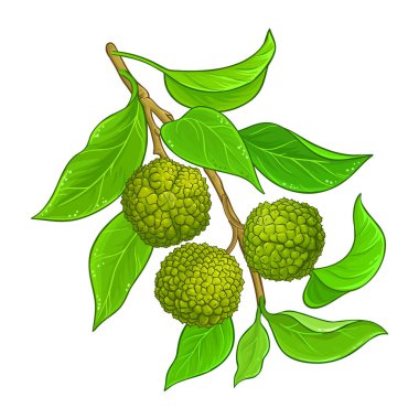 Fruits Colaored Illustration ile Calodendrum Branch. Tasarım veya dekorasyon için izole edilmiş vektör.
