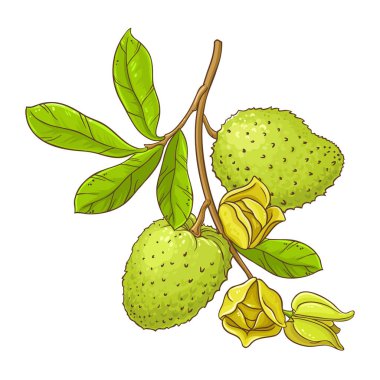 Çiçeklerle, Meyvelerle ve Yapraklarla Soursop Şubesi Renkli Ayrıntılı Resimler. Tasarım veya dekorasyon için izole edilmiş vektör.