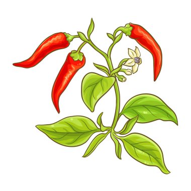Çiçekli, Yapraklı ve Fruits Renkli Resimli Cayenne Biber Bitkisi. Organik doğal besin maddeleri, vejetaryen diyet ürünleri. Tasarım için izole edilmiş vektör.