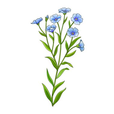 Çiçekli ve Yapraklı Flax Bitkisi Renkli Ayrıntılı Çizimler. Tasarım veya dekorasyon için izole edilmiş vektör.