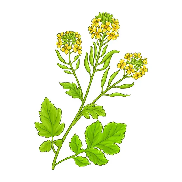 stock vector Mustard Plant with Flowers and Leaves Colored Detailed Illustration. Vector isolated for design or decoration.