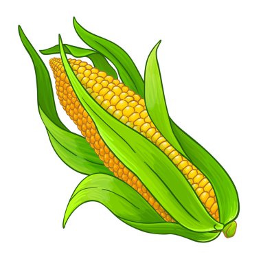 Cob Colored Detailed Illustration 'da mısır. Organik doğal besin maddeleri, vejetaryen diyet ürünleri. Tasarım veya dekorasyon için izole edilmiş vektör.