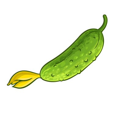 Salatalık Sebze Renkli Ayrıntılı Çizim. Organik doğal besin maddeleri, vejetaryen diyet ürünleri. Tasarım veya dekorasyon için izole edilmiş vektör.