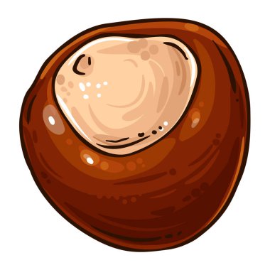 Chestnut Nut Renkli Ayrıntılı Çizim. Tasarım veya dekorasyon için izole edilmiş vektör.