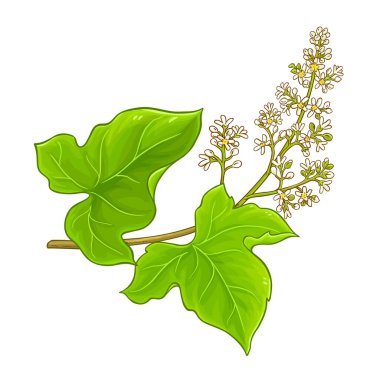 Kukui Branch with Flowers and Leaves Colored Detailed Illustration. Vector isolated for design or decoration. clipart