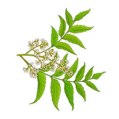 Çiçekler ve Yapraklar ile Neem Branch Renkli Ayrıntılı Resimler. Tasarım veya dekorasyon için izole edilmiş vektör.