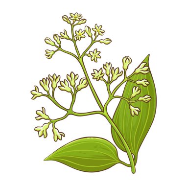 Çiçekli ve Yapraklı Tarçın Şubesi Renkli Ayrıntılı Çizim. Organik, doğal, sağlıklı besin maddesi. Tasarım veya dekorasyon için izole edilmiş vektör.