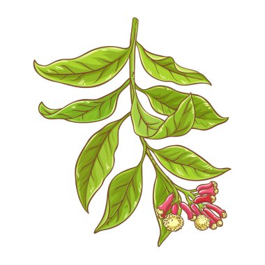 Çiçek ve Tohum Renkli Çizimlerle Karanfil Şubesi. Organik doğal beslenme baharatı. Tasarım veya dekorasyon için izole edilmiş vektör.