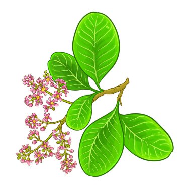 Çiçekler ve Yapraklar ile Kaju Şubesi Renkli Ayrıntılı Resimler. Organik doğal besin maddeleri, vejetaryen diyet ürünleri. Tasarım veya dekorasyon için izole edilmiş vektör.