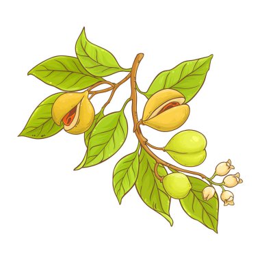 Çiçek, Ceviz ve Yapraklı Nutmeg Şubesi Renkli Ayrıntılı Resimler. Organik doğal besin maddeleri, vejetaryen diyet ürünleri. Tasarım veya dekorasyon için izole edilmiş vektör.
