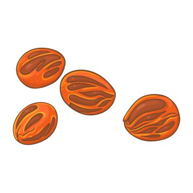 Nutmeg Nuts Renkli Ayrıntılı Çizim. Organik doğal besin maddeleri, vejetaryen diyet ürünleri. Tasarım veya dekorasyon için izole edilmiş vektör.