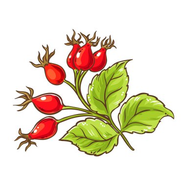 Böğürtlenli ve Yapraklı Köpek Gül Şubesi Renkli Çizimler. Organik, doğal, sağlıklı besin maddesi. Tasarım veya dekorasyon için izole edilmiş vektör.